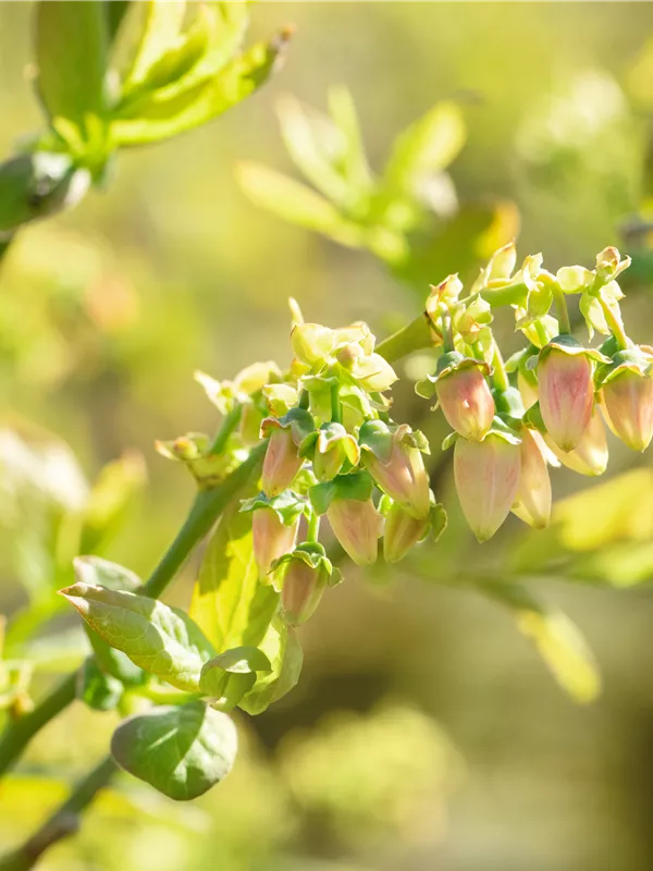 Heidelbeere 'Blue Jay'