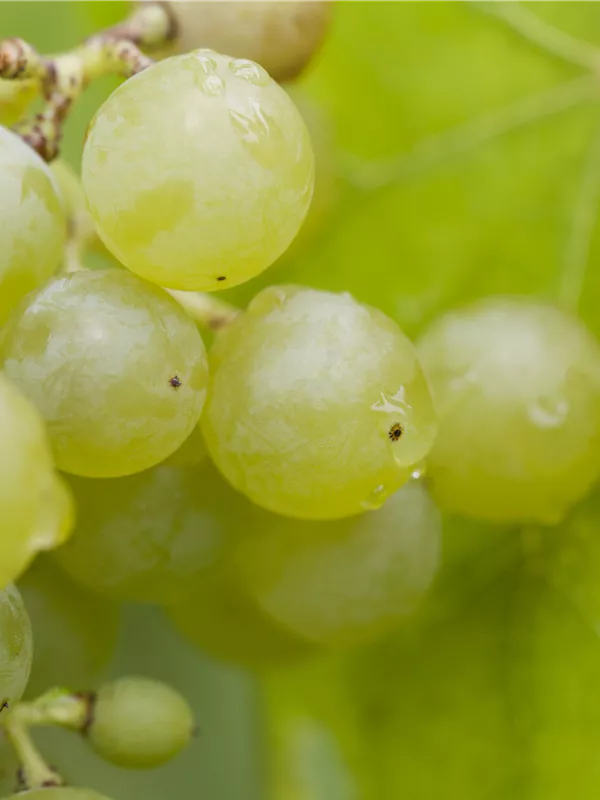 Weintraube 'Bianca'
