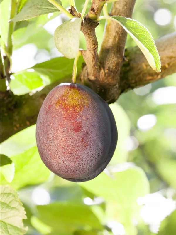 Zwetschge 'Geisenheimer Toptaste' 
