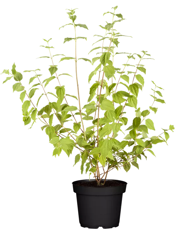 Gartenjasmin 'Minnesota Snowflake'