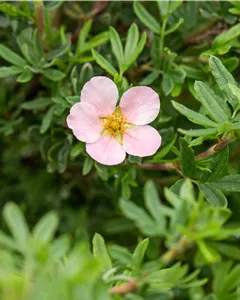 Fingerstrauch 'Pink Queen'