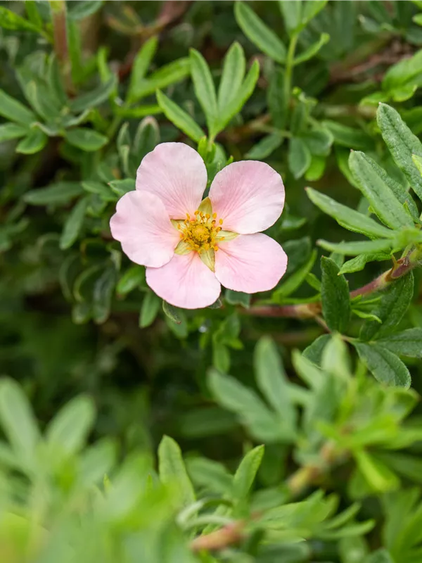 Fingerstrauch 'Pink Queen'