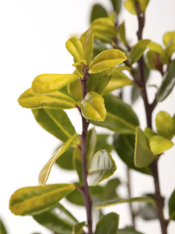 Gelber Berg-Ilex 'Golden Gem'