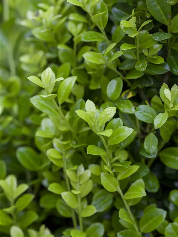 Berg-Ilex 'Golden Rock'