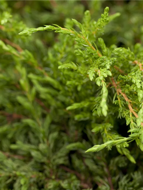 Kriechender Wacholder 'Repanda'