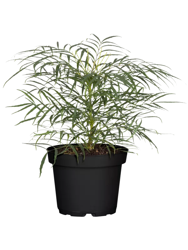 Mahonie 'Soft Caress'®