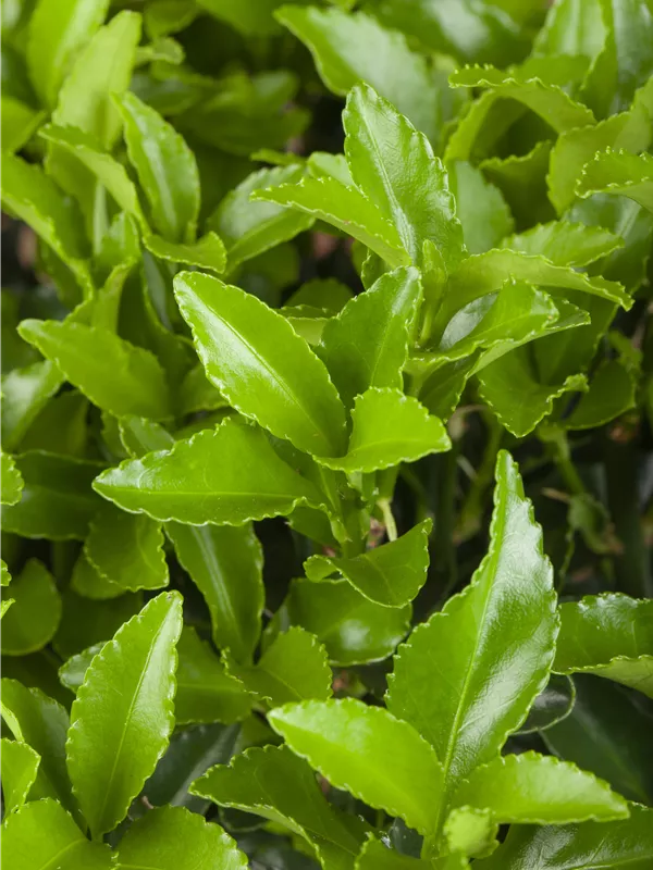 Immergrüne Kriechspindel