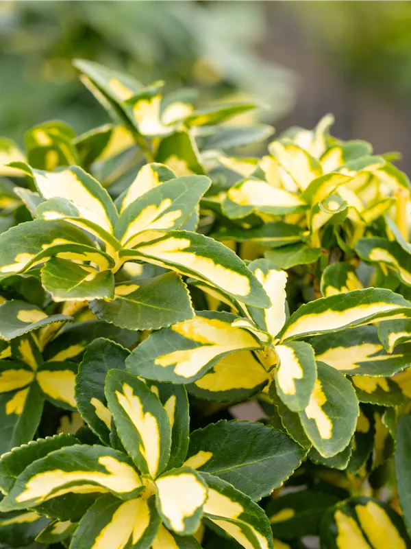 Kriechspindel 'Sunspot'