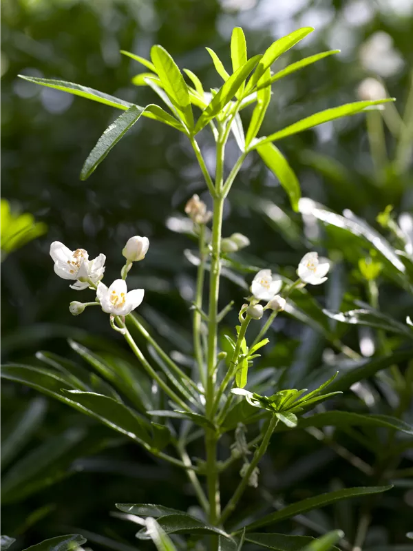 Orangenblume 'Brica'