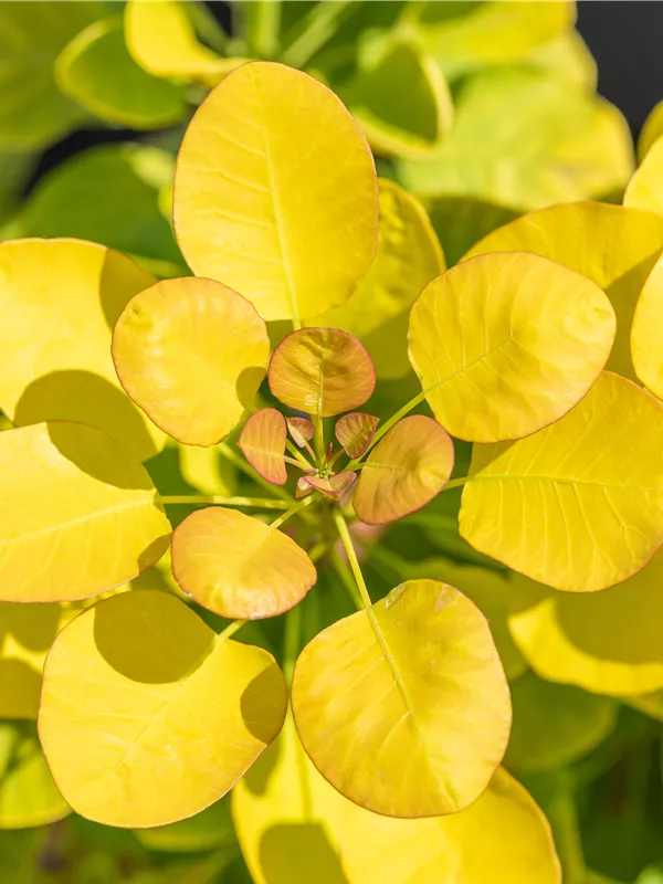 Perückenstrauch 'Golden Lady'®