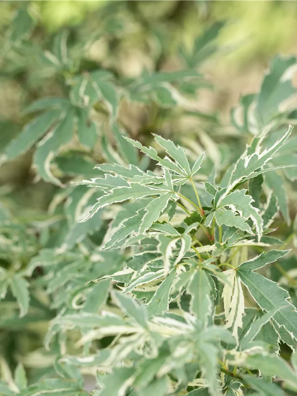 Fächerahorn 'Butterfly'