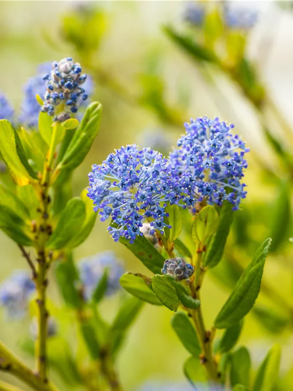 Säckelblume 'Blue Sapphire'