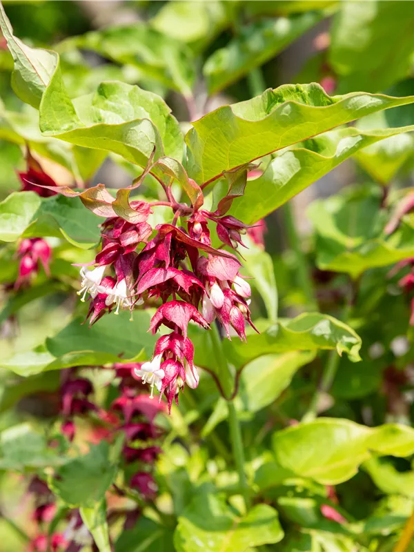 Schöne Leycesterie 'Little Lanterns'®