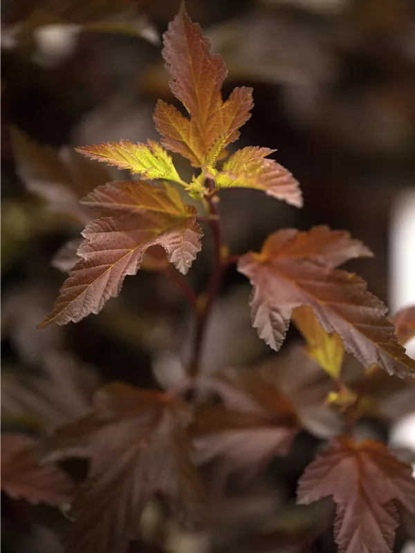 Fasanenspiere 'Magical® Sweet Cherry Tea'(s)