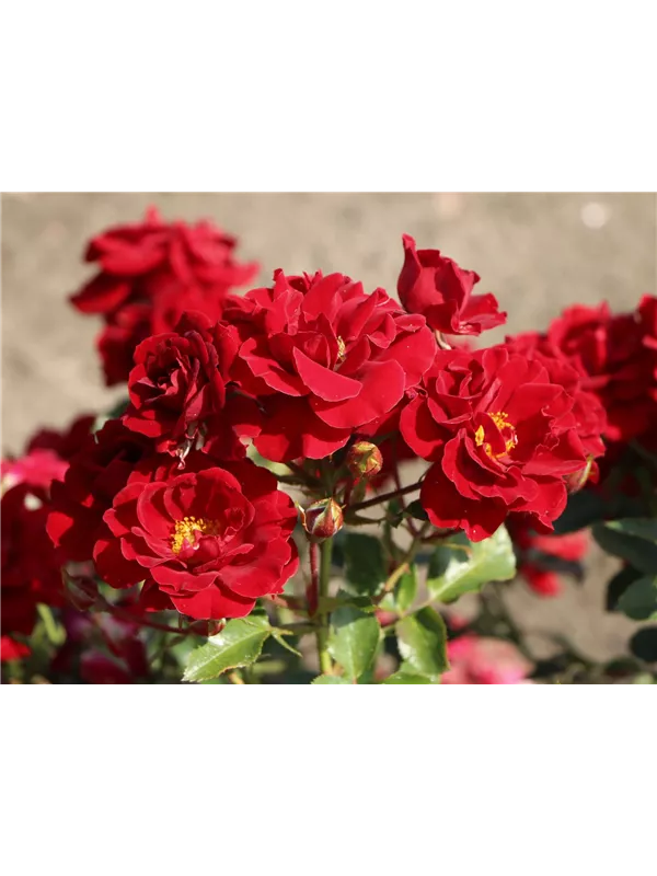 Rose 'Kleiner Kobold'