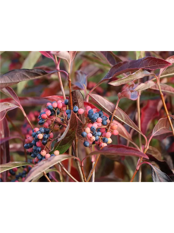 Amerikanischer Schneeball 'BrandyWine'®