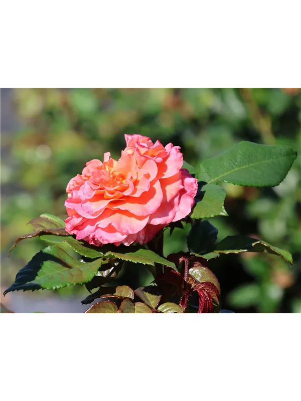 Edelrose 'Better Times'®