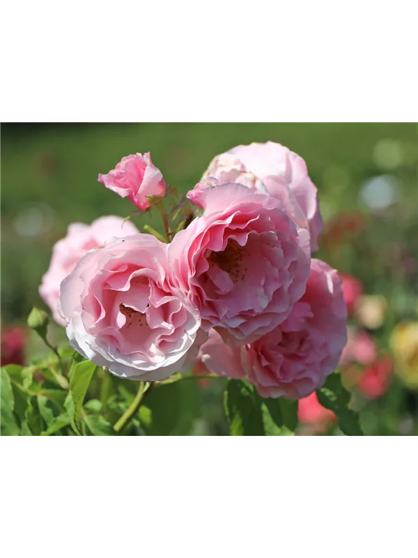 Kletterrose 'Billet Doux'®