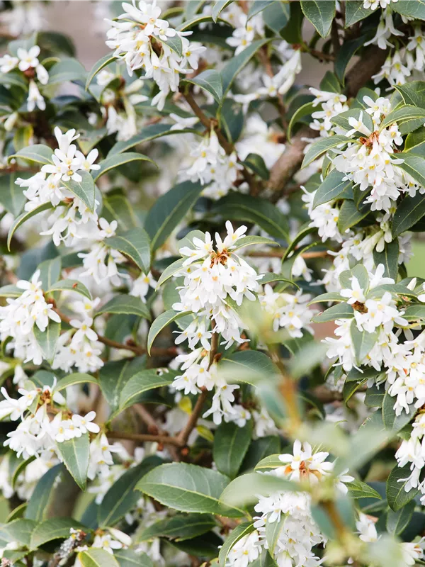 Burkwoods Duftblüte