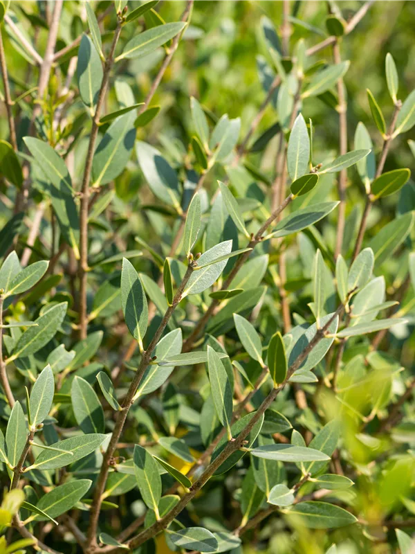 Schmalblättrige Steinlinde