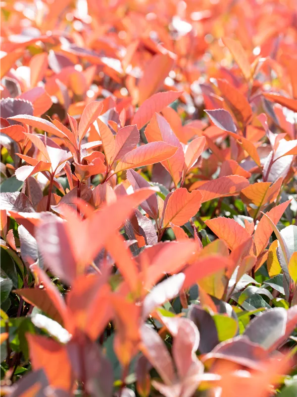 Glanzmispel 'Little Fenna'®