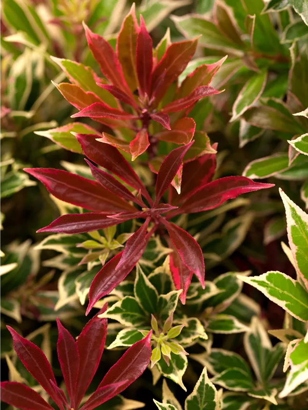 Schattenglöckchen 'Carnaval'