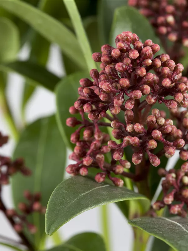 Japanische Blütenskimmie 'Rubella'
