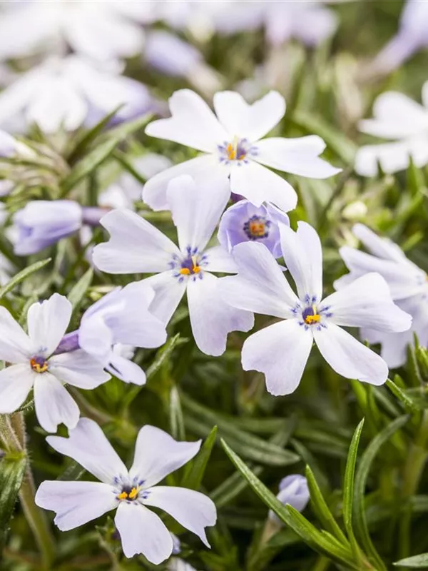 Teppich-Flammenblume 'White Delight'