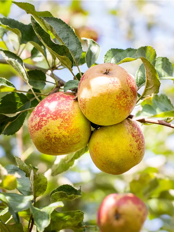 Apfel 'Hadelner Rotfranch'