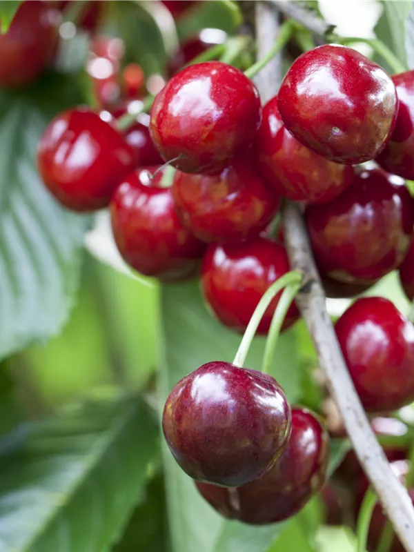 Sauerkirsche 'Gerema'