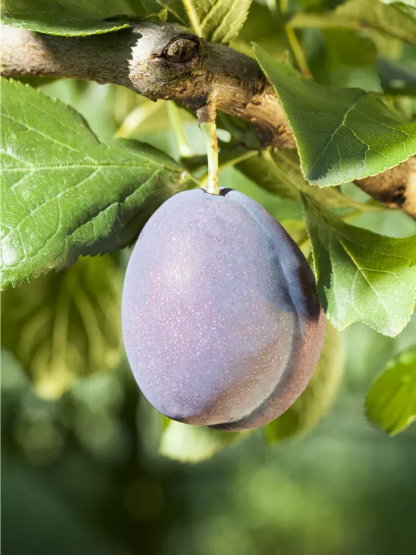 Zwetschge 'Fellenberg'