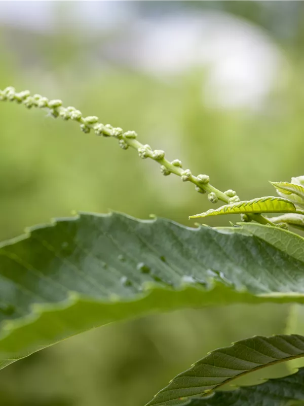 Esskastanie 'Bouche de Bétizac'