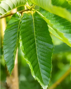 Esskastanie 'Bouche de Bétizac'