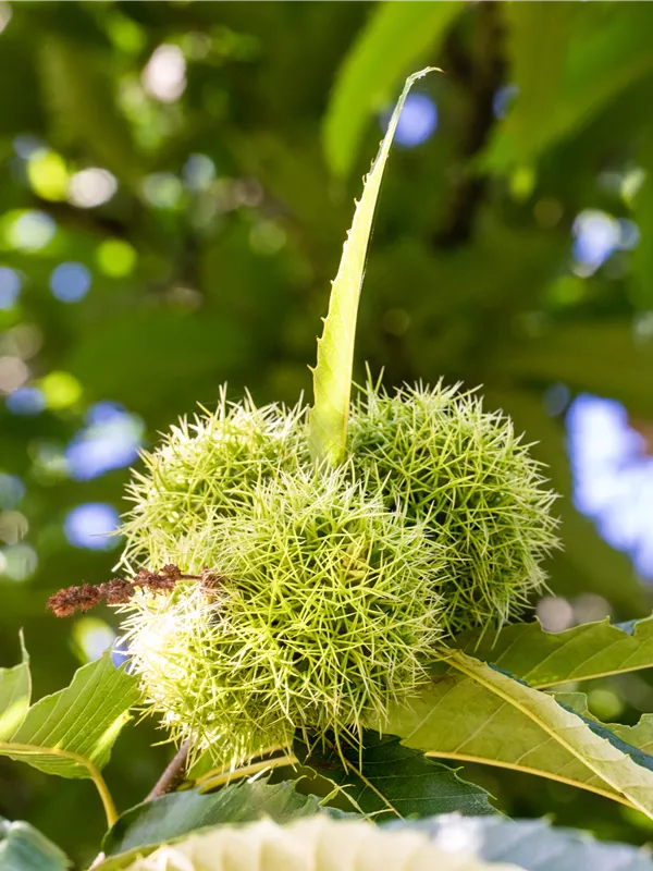 Esskastanie 'Marigoule'