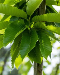 Esskastanie 'Marigoule'