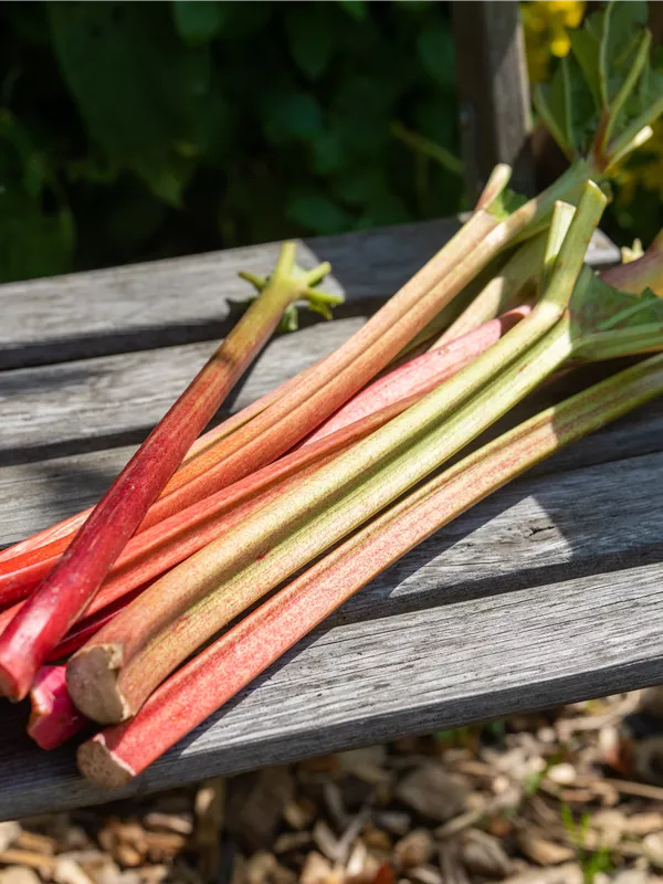 Rhabarber 'Fulton´s Strawberry Surprise'