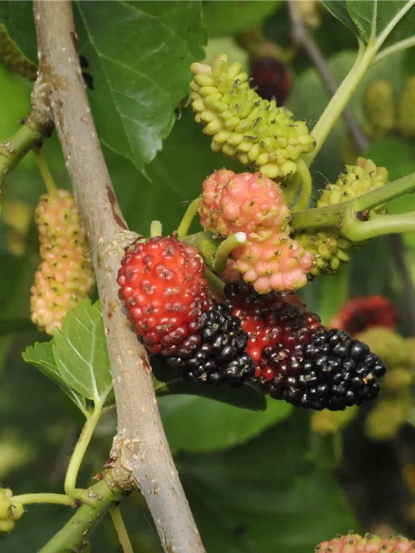 Schwarze Maulbeere 'Repsime'
