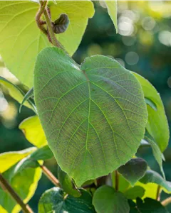 Männliche Kiwi 'Prince Jumbo'