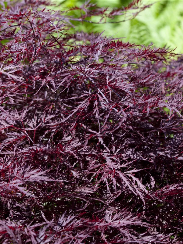 Fächerahorn 'Firecracker'®