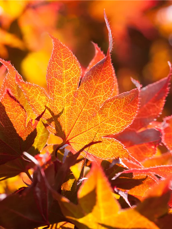 Fächerahorn 'Fireglow'