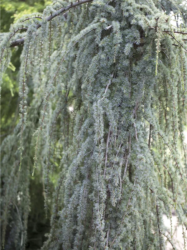 Libanon-Zeder 'Blue Fountain'