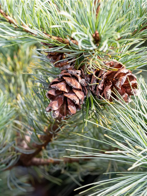 Zwerg-Mädchenkiefer 'Fuku-zu-mi'