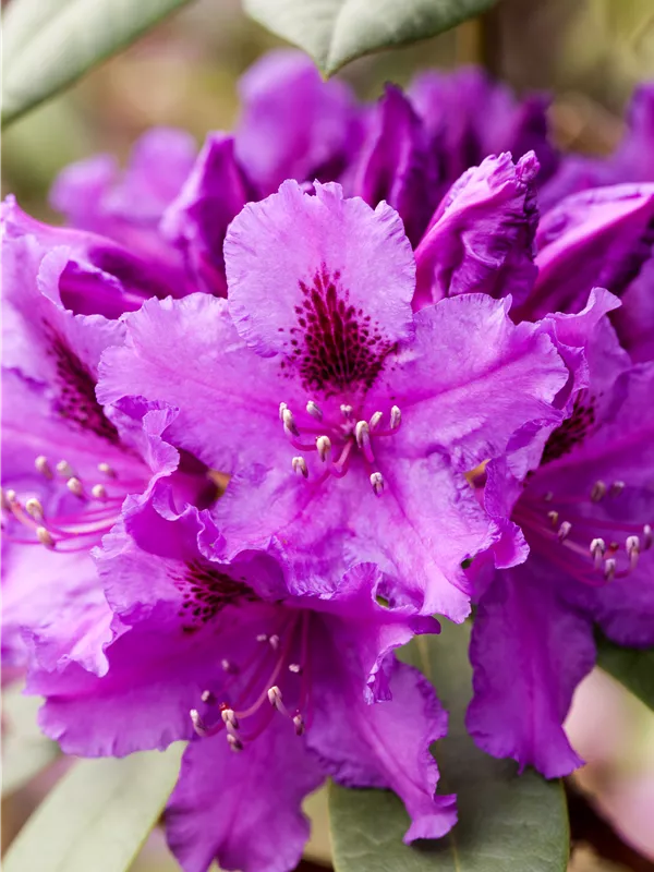 Rhododendron 'Azurro'