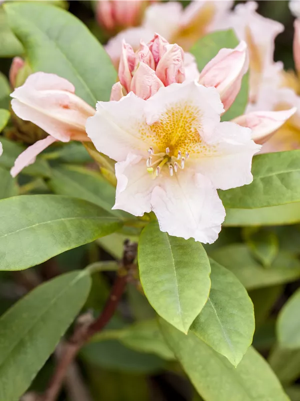 Rhododendron 'Belkanto' (s)