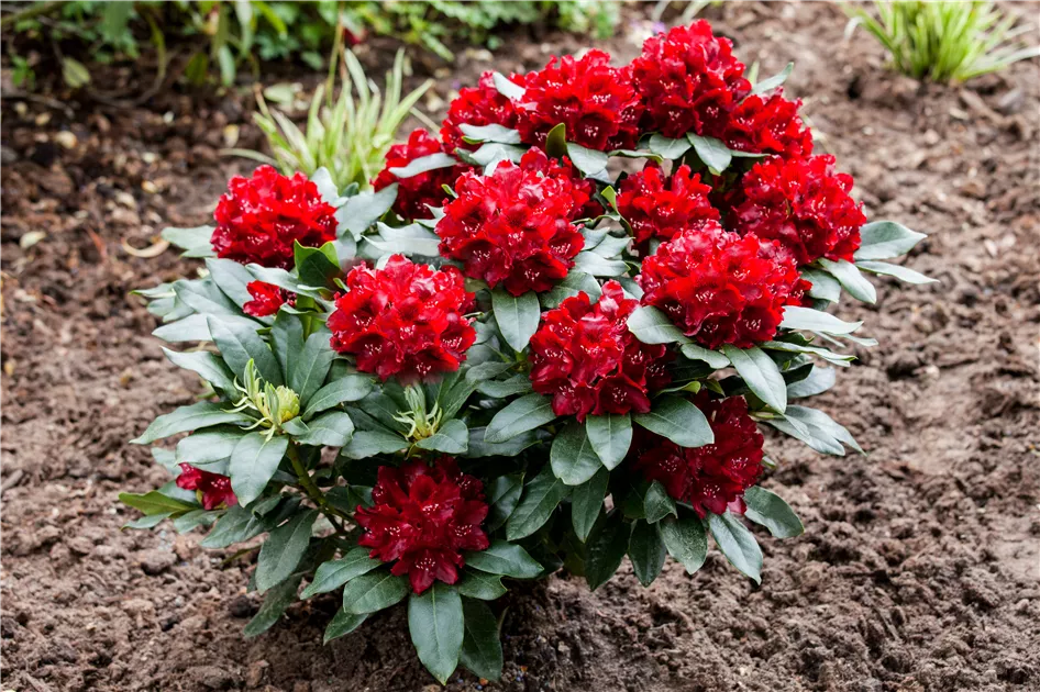 rhododendron fantastica Fantastica main image 1
