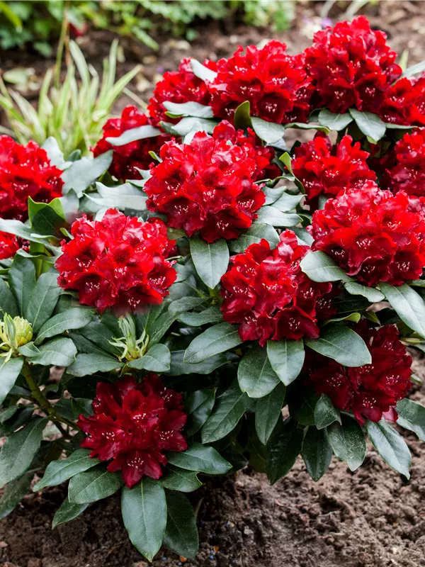 Rhododendron 'Cherry Kiss'®