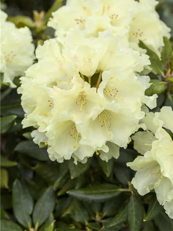 Rhododendron 'Goldkrone'®