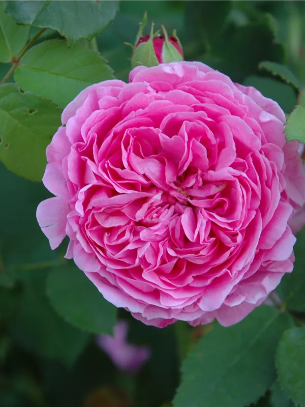 Strauchrose 'Louise Odier'