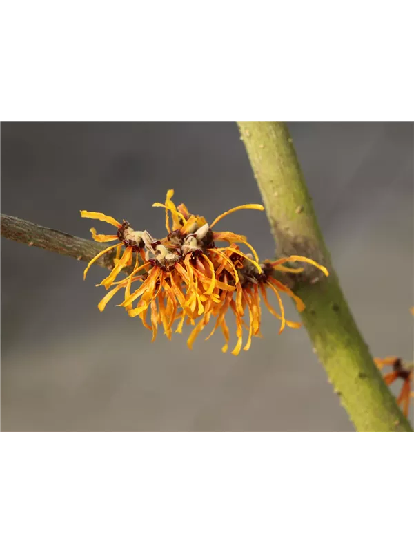 Zaubernuss 'Orange Peel'