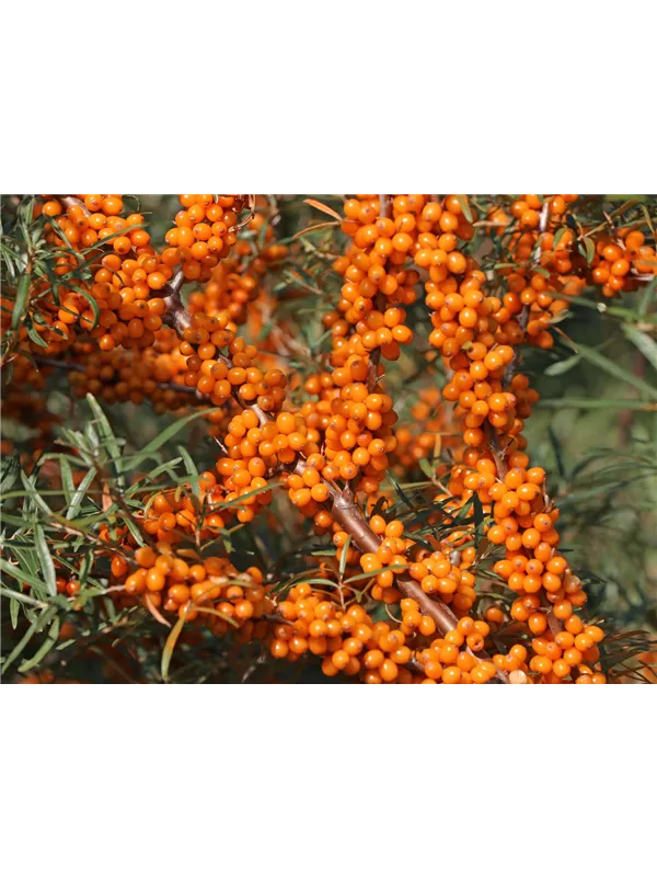 Sanddorn 'Askola'(s)